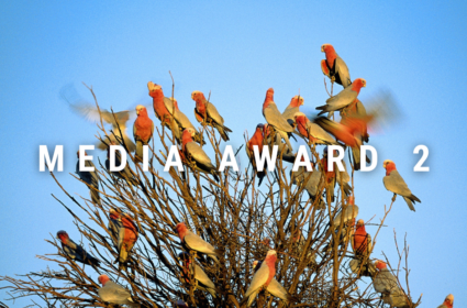 Media award 2